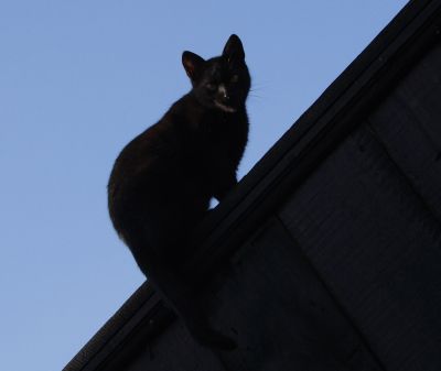 black-cat black-cat